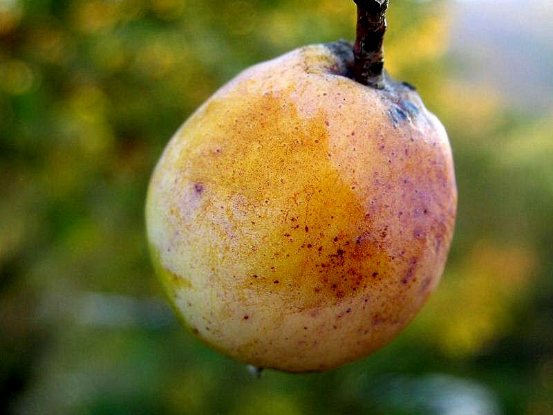 Sorbus domestica / Sorbo
